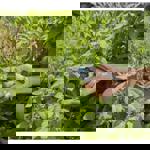 Gardena EcoLine Secateurs thumbnail