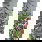 Gardena FreshCut thumbnail