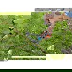 Gardena combisystem Anvil Branch Pruner thumbnail