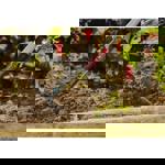 Gardena NatureLine Garden Hoe thumbnail