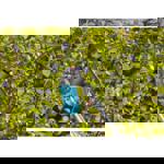 Gardena combisystem Berry Picker thumbnail