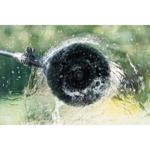 Nilfisk Adjustable Rotary Brush - 6410762 thumbnail